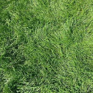 Meet your Posher, Sofia